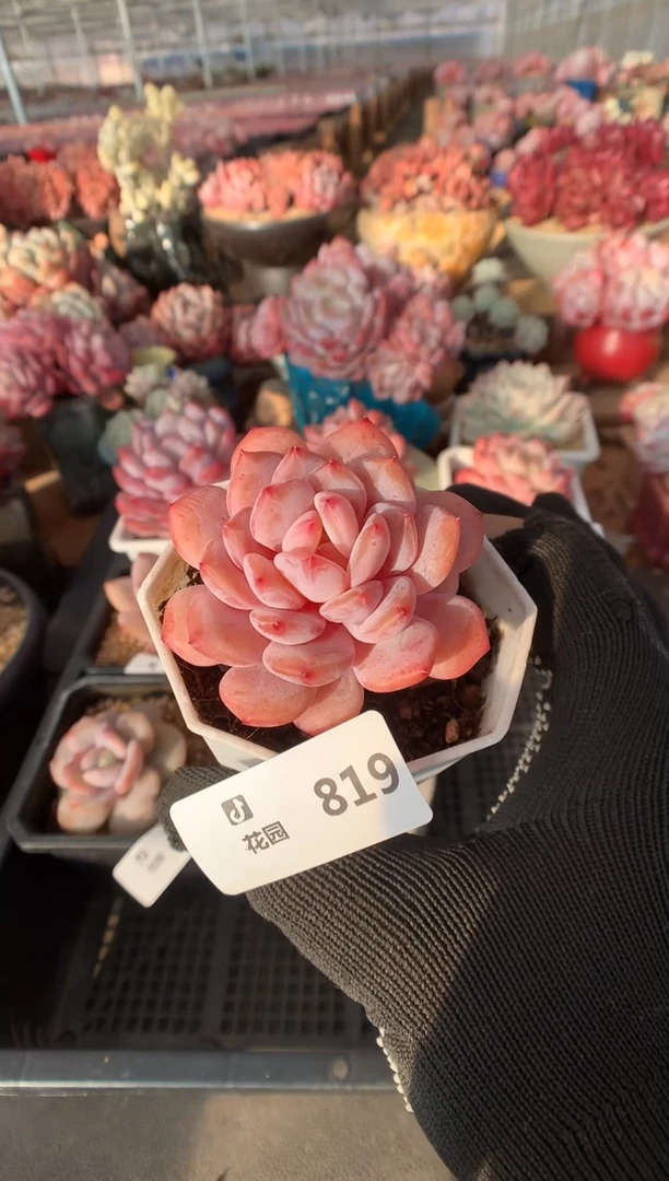 819星星橙多肉植物一物一拍