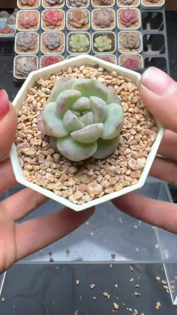 【闪购商品】783号珍妮多肉一物一拍3单包邮