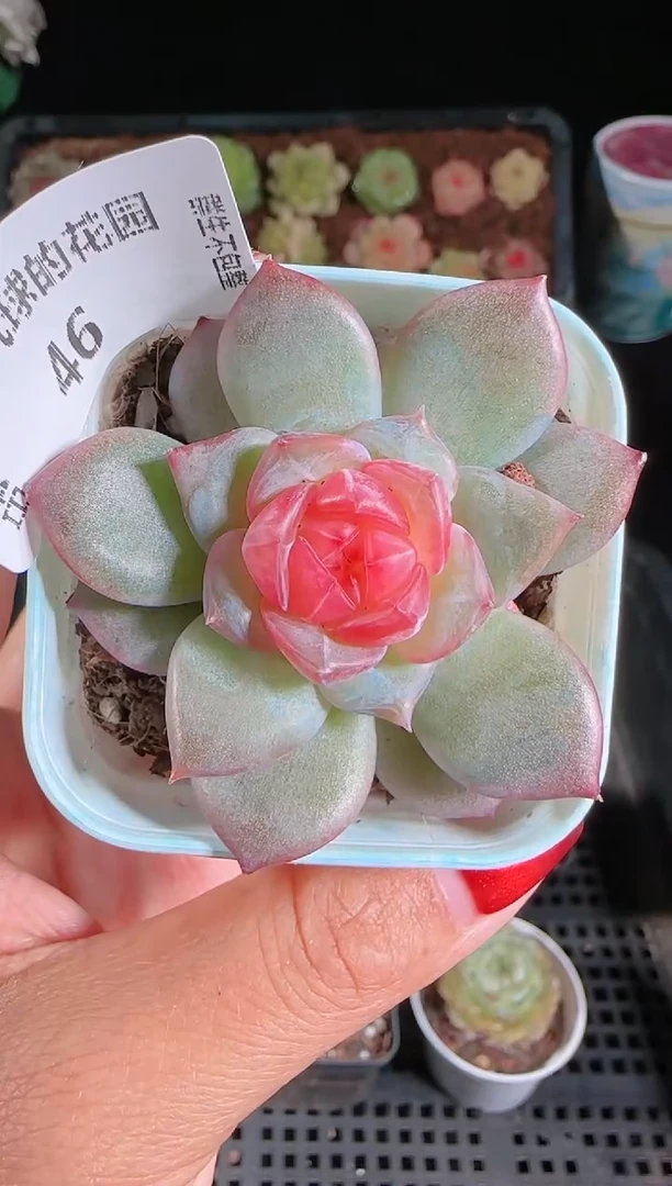 1124-46寒酥群生不包整