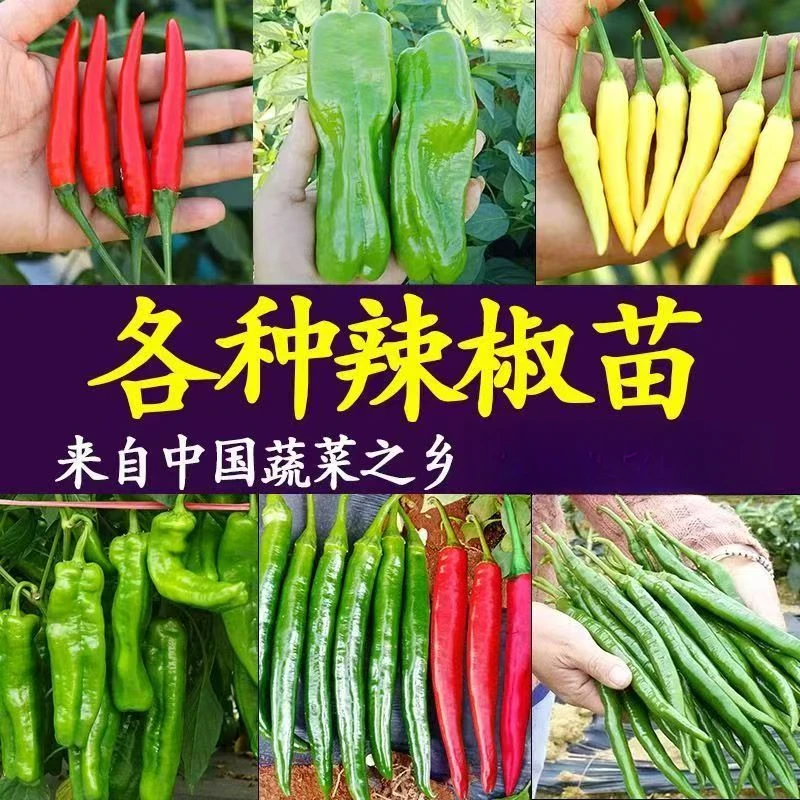 高产各种辣椒苗彩椒朝天椒西红柿苗青椒菜椒苗美人椒苗小米辣椒苗
