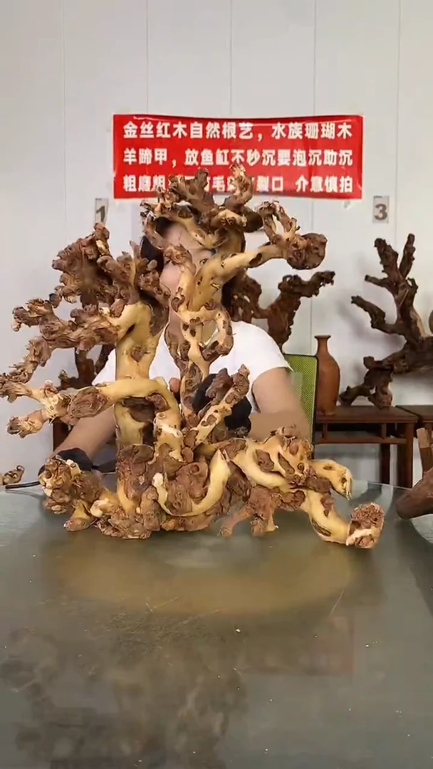 香榧木高**人金丝红木 羊蹄甲