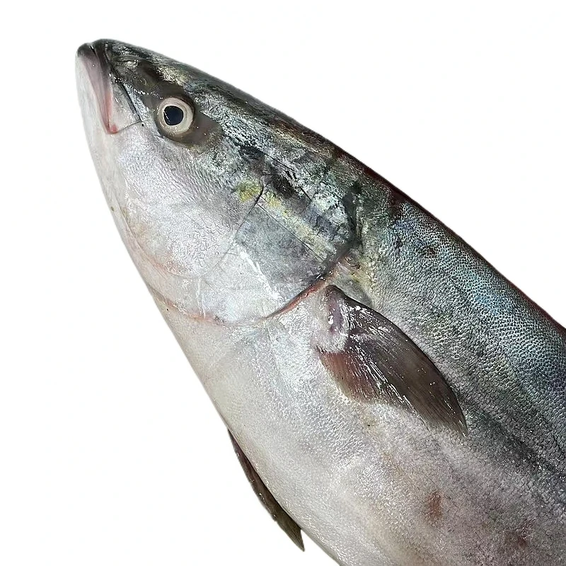 【黄狮鱼】可刺身食用福建省内可拍直播现称