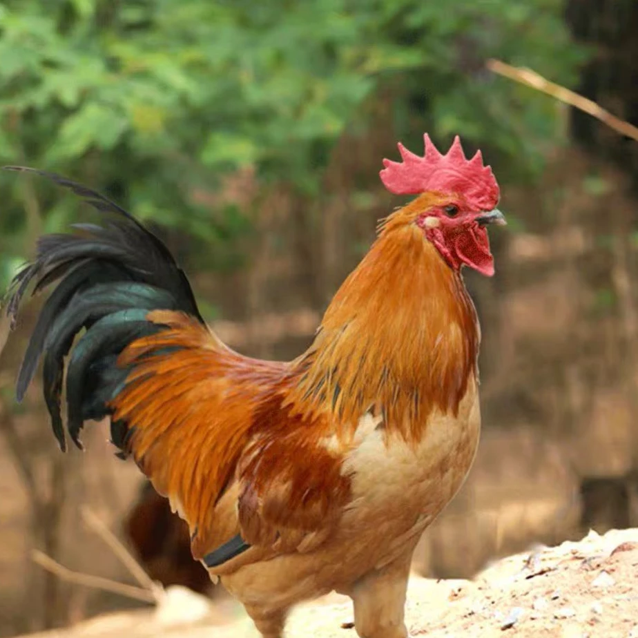 山林散养公鸡2只 肉质紧实 急速锁鲜次日达