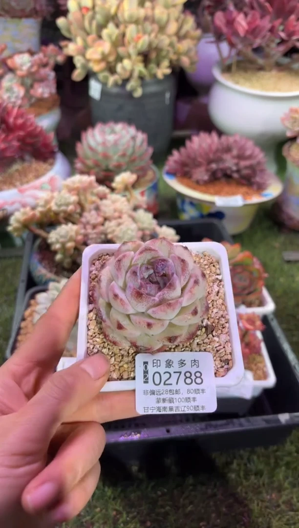 【闪购商品】02788