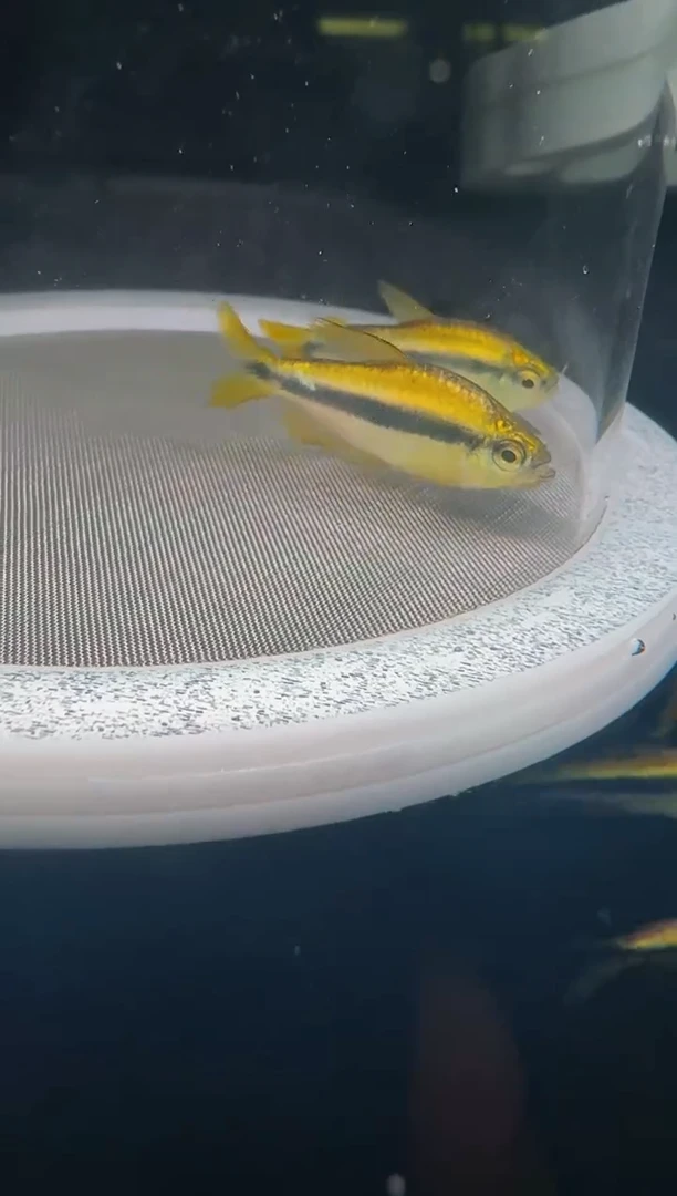 灯科鱼ㅤ****·14-23 白金柠檬隆背 4厘米【不包黑点】2条