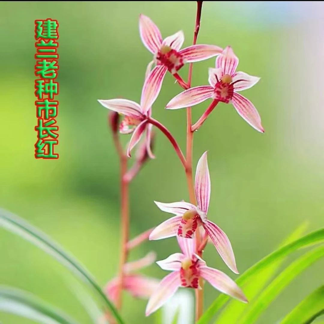 【市长红】春风十里不如有你建兰老种红花代表兰花盆栽花卉绿植