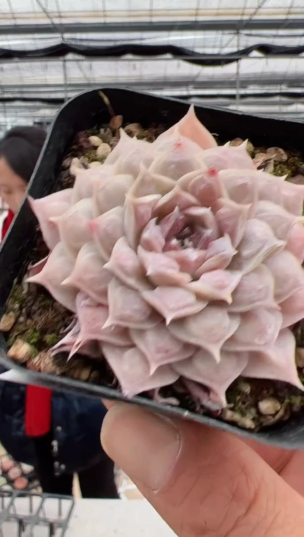 【闪购商品】新款多肉-139