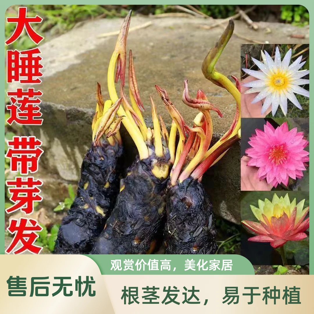 【带花苞】香水大睡莲池塘鱼缸大睡莲根块大莲花水土培荷花水养莲花