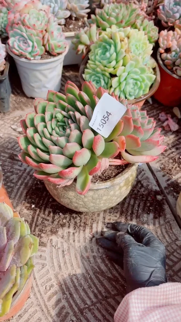 嫣*跃跃精品多肉15054