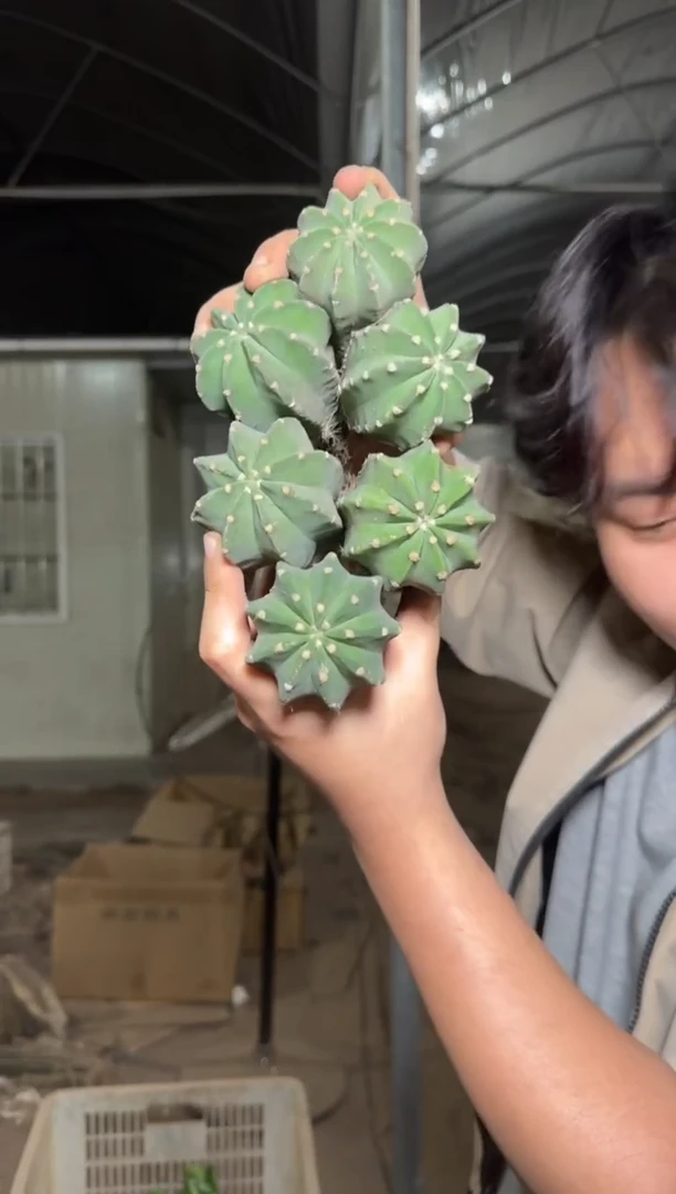 6颗 实生根 短毛丸 4-6cm