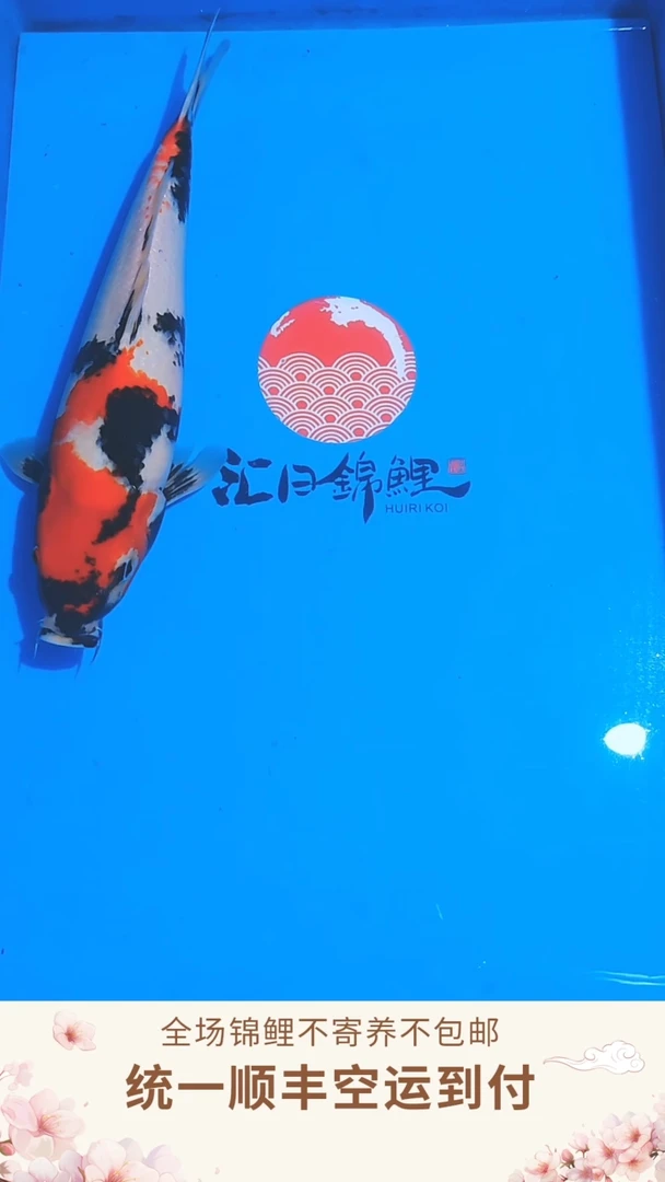 锦鲤伊佐昭和--003（顺丰空运到付）