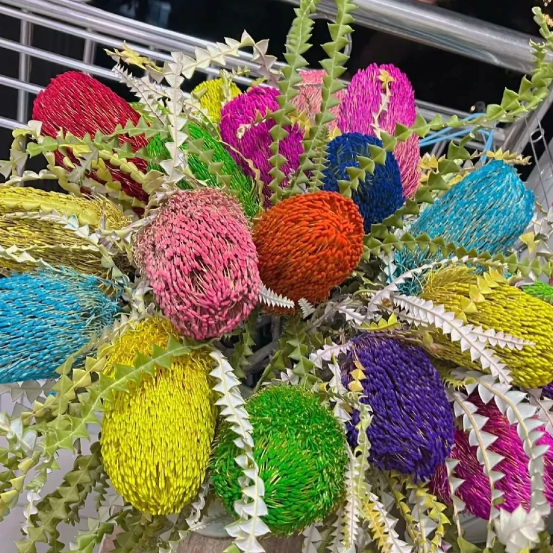 锯齿佛塔 班克木5支 可做干花 南非进口花材