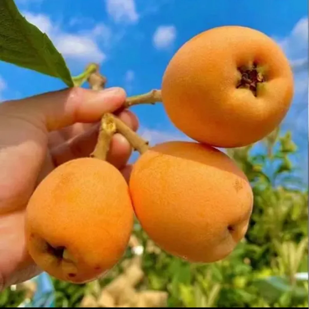 【坏果包赔】四川大五星枇杷高山老树果土枇杷新鲜果农直销现摘现发