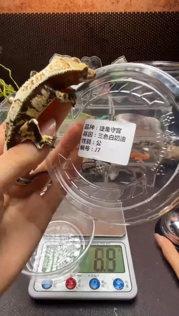 睫角守宫鳞与尾 Scale Tail 爬宠J7