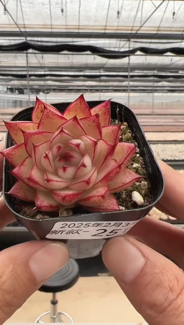 【闪购商品】新款多肉-251