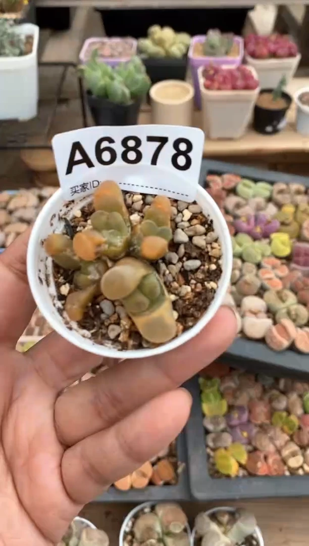 【闪购商品】6878直播一物一拍