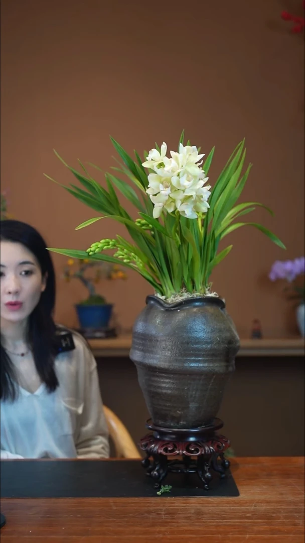 全部花朵白玉香兰盆景盆景盆景