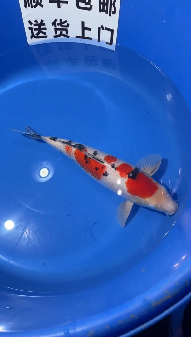 锦鲤精品锦鲤一尾