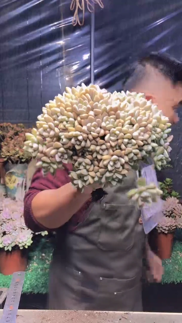 116淡雪缀化（一物一拍）
