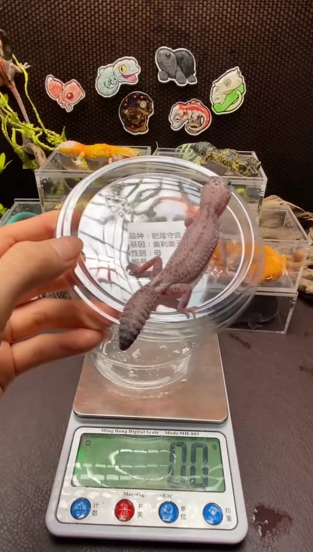 肥尾守宫鳞与尾 Scale Tail 爬宠f1