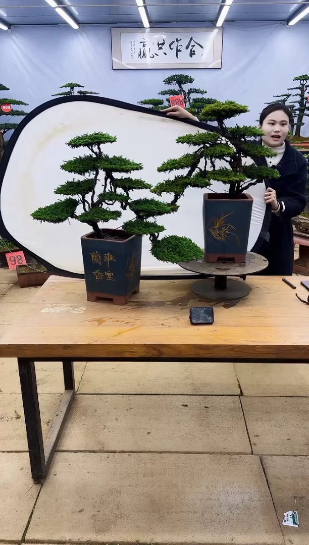 【闪购商品】高端盆景一物一拍，所见即所得