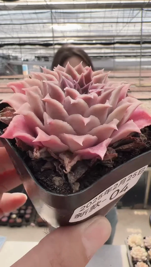 【闪购商品】新款多肉-04