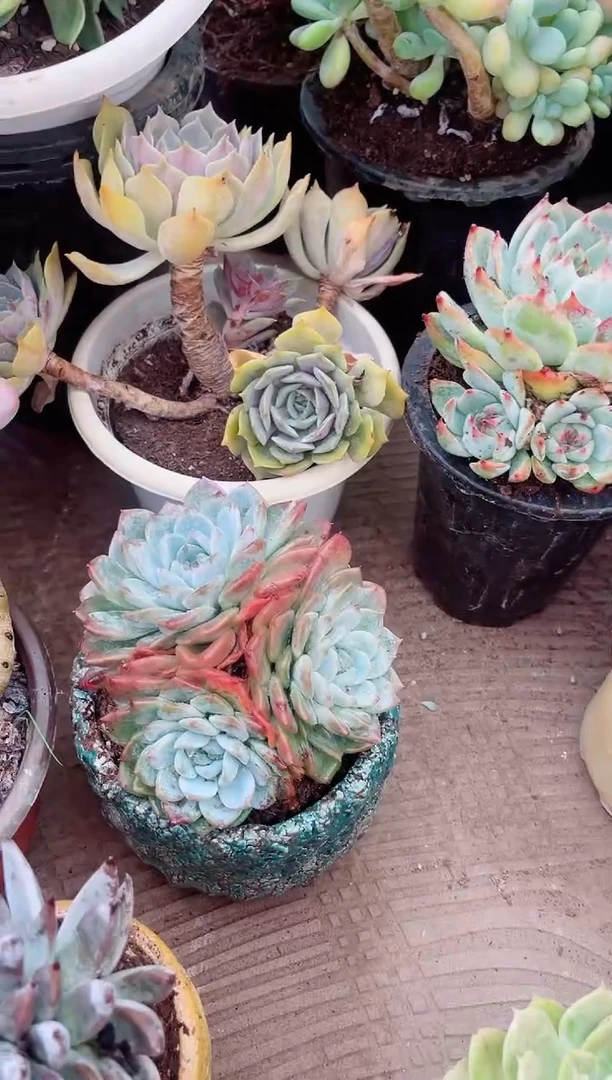 ‼****️多肉植物一物一拍18120