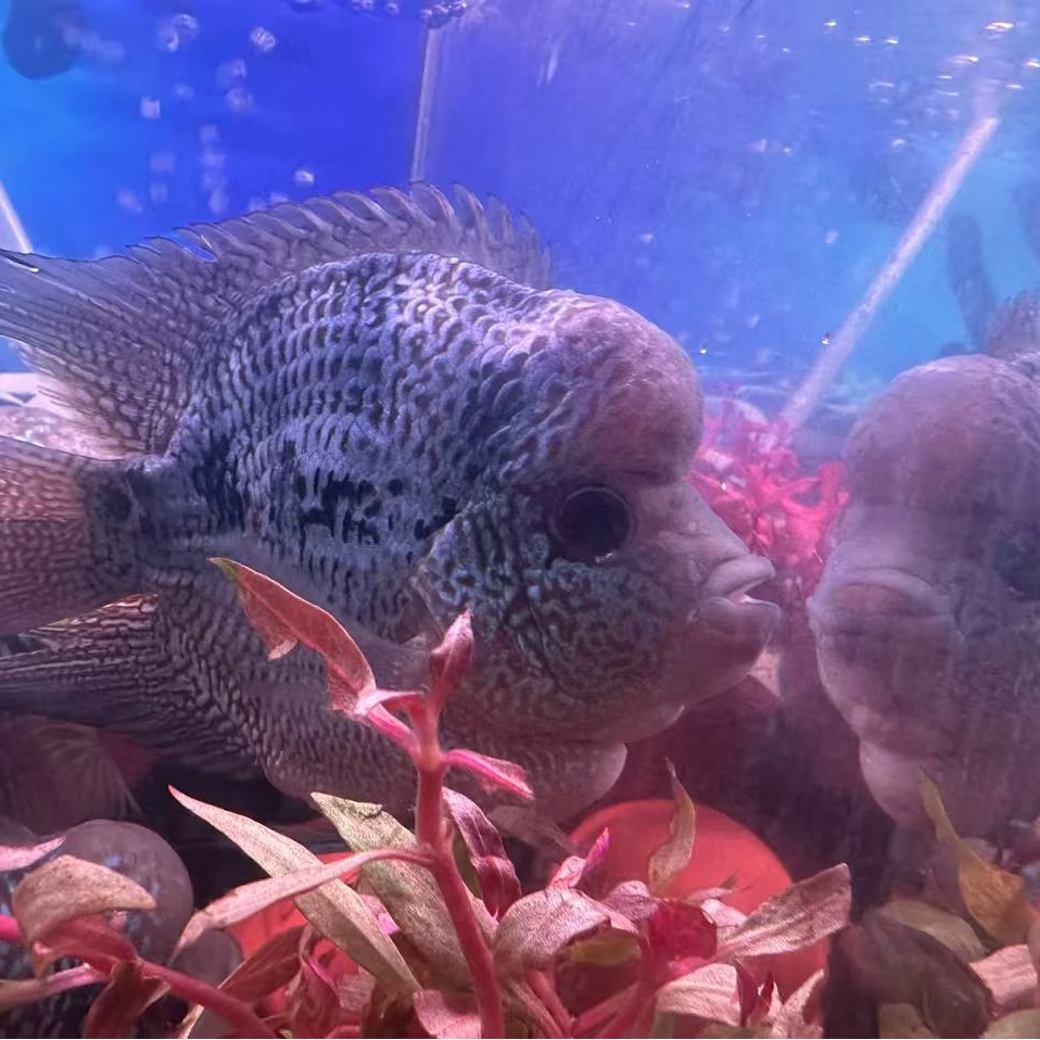麒麟鹦鹉鱼热带淡水观赏鱼