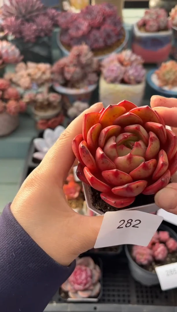 282单头个体多肉