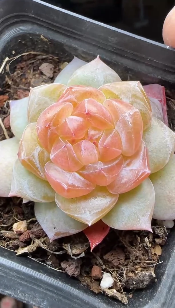 【闪购商品】一物一拍0222—369