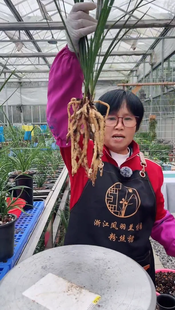 当前无花朵，栽培后可花朵沧*金岙素，，，沧渊