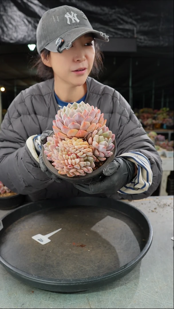 *7089号星影缀     /