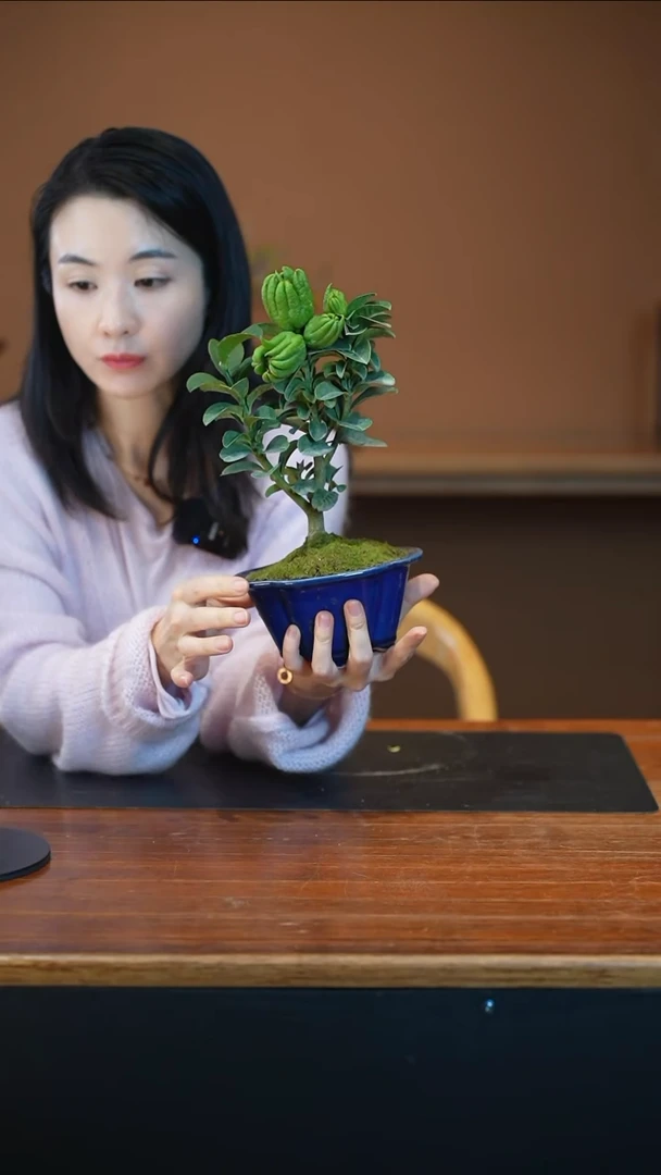 全部花朵佛手盆景盆景