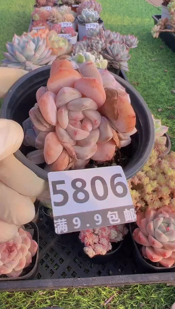 【闪购商品】信福多肉一物一拍