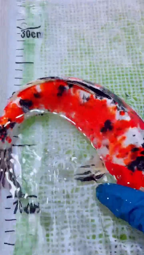 锦鲤血统锦鲤全场包邮38