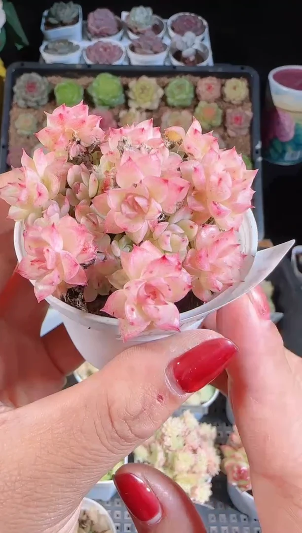 1109-178麦秆群不包整