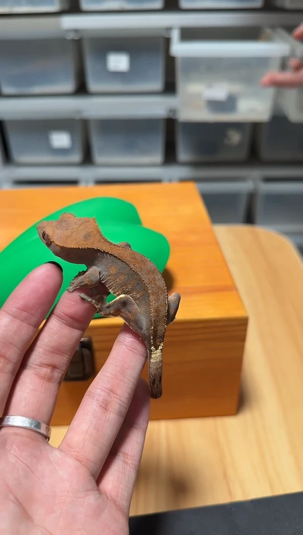 睫角守宫卡布奇诺公