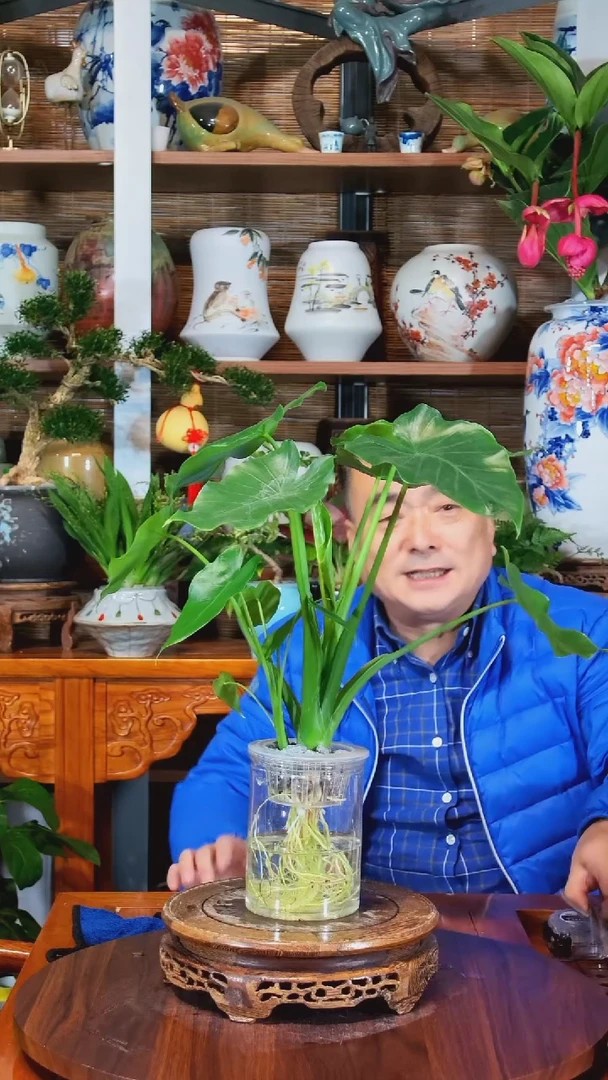 全部花苞三****石水之韵水培海芋