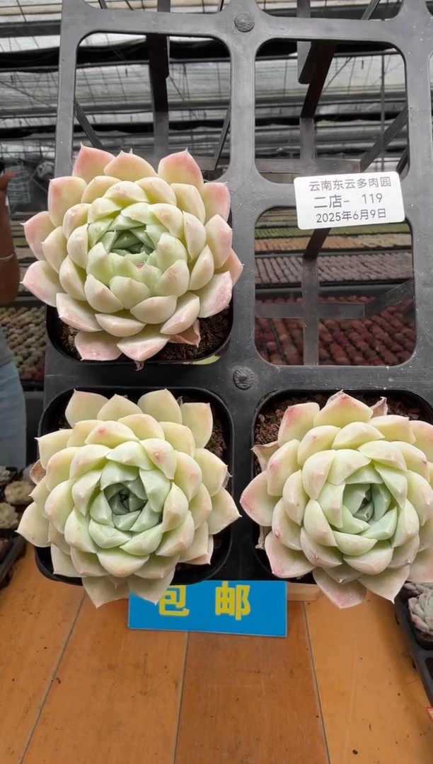 东云多肉园二店-119 3颗其中1颗