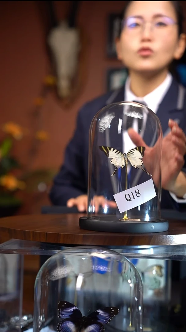 Q18         绿凤蝶  玻璃罩款