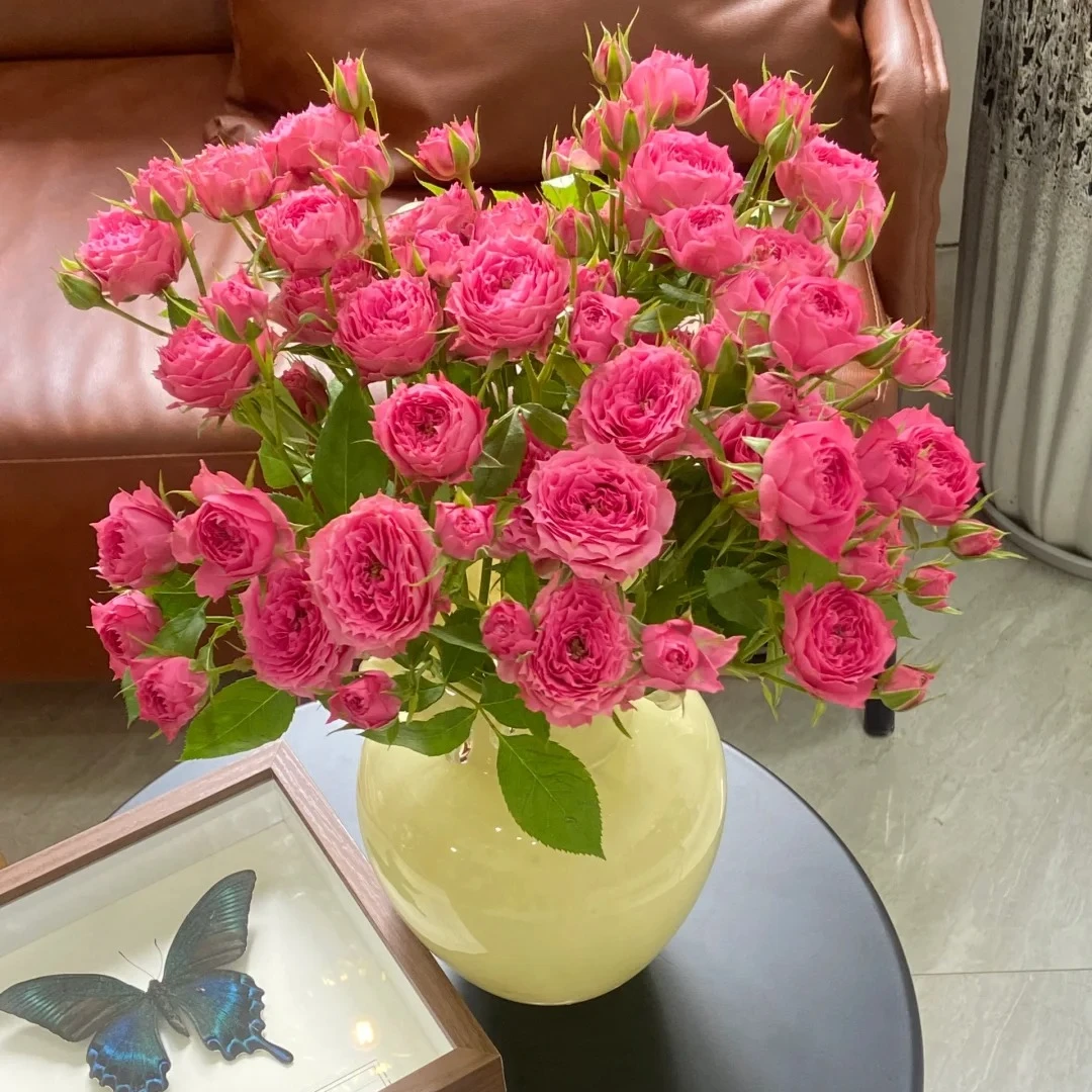 【苏菲宝贝】3枝精选品质 任意满两单及以上鲜花 顺丰包邮发货