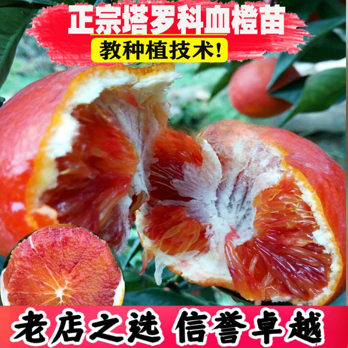意大利 塔罗科血橙 有玫瑰香味橙子树苗 果树 果苗南北方种植盆栽