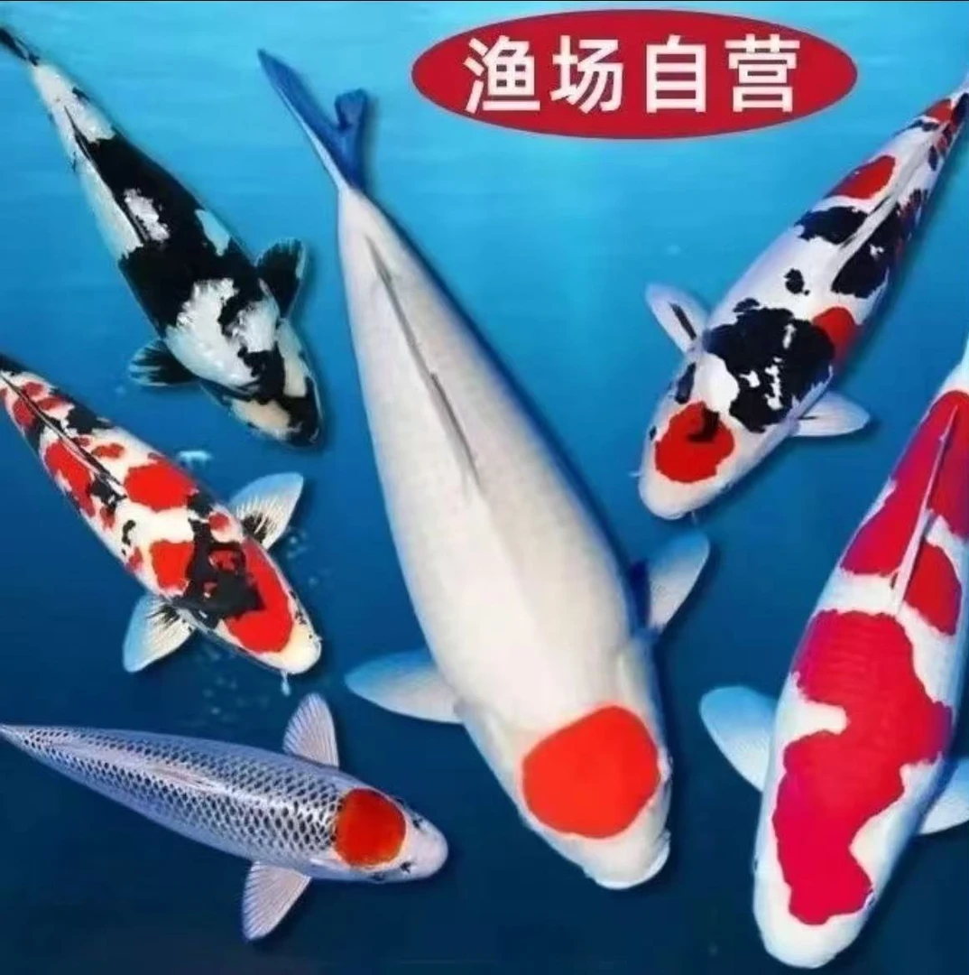 精品锦鲤活鱼冷水淡水观赏鱼耐活易养渔场直发