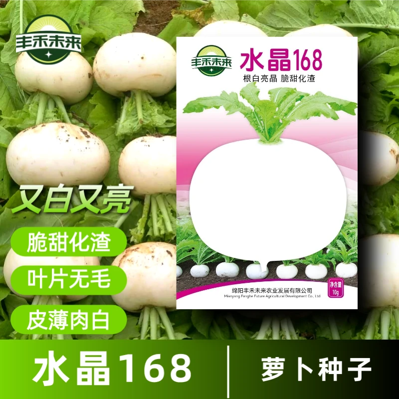 水晶圆白萝卜种子韩国萝卜耐寒耐旱种子庭院阳台蔬菜种子高产种籽