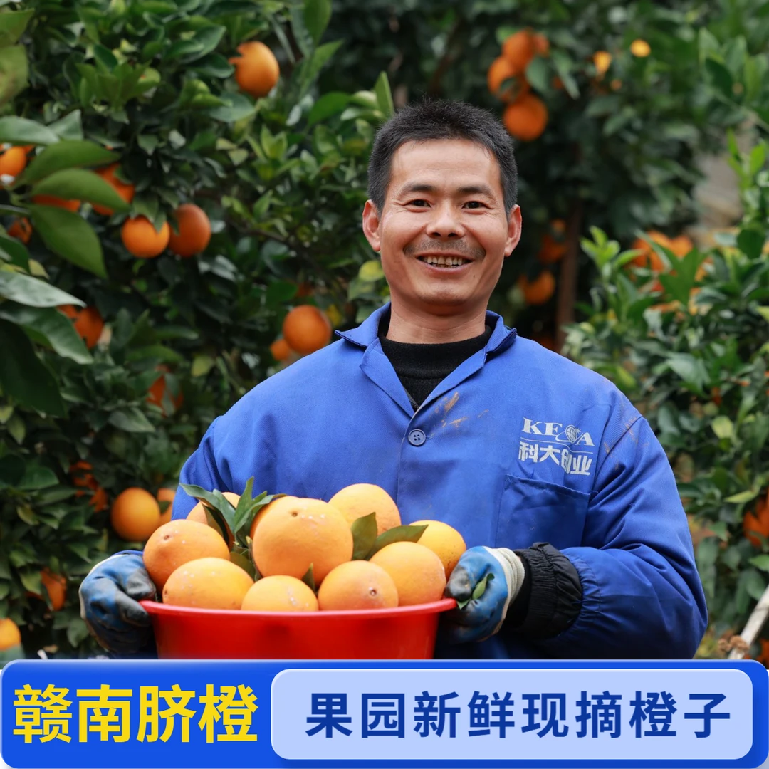 赣南寻乌脐橙 农家甜橙子 果园新鲜现摘水果 当季水果5斤10斤20斤