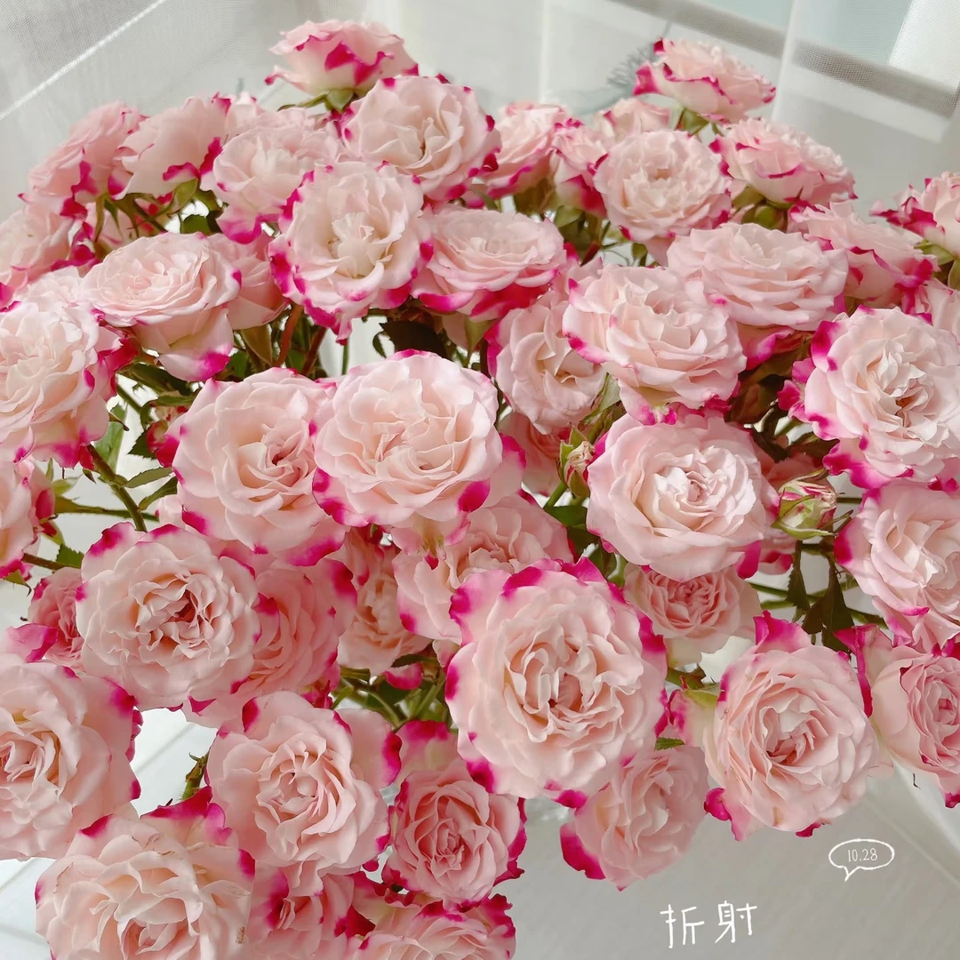 「云南基地直发」折射多头玫瑰（一单包邮）