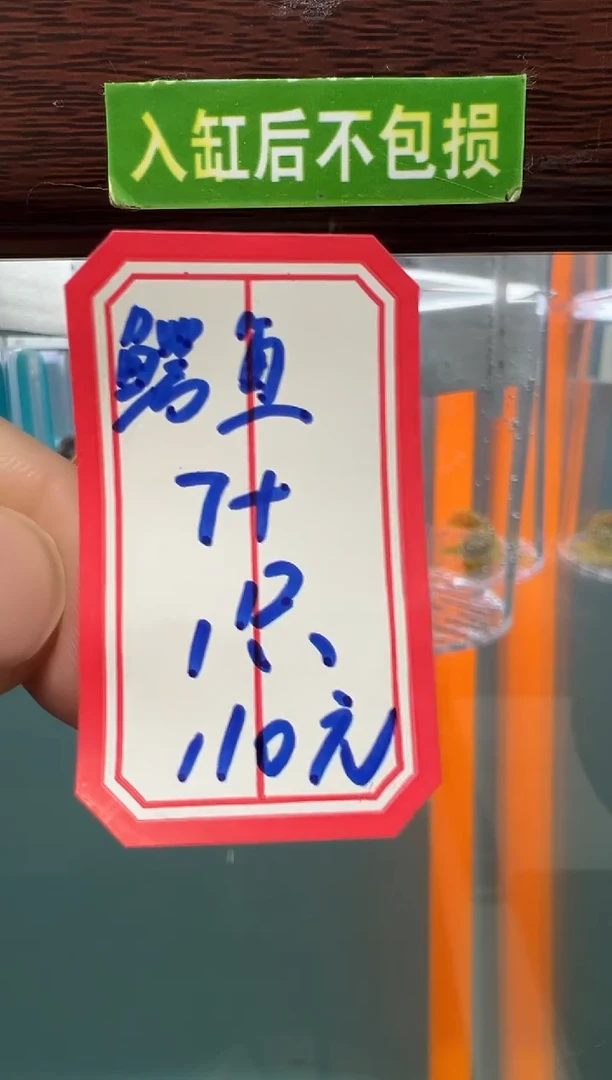 清道夫鳄鱼7加1只入缸不包损录制完整开箱视频