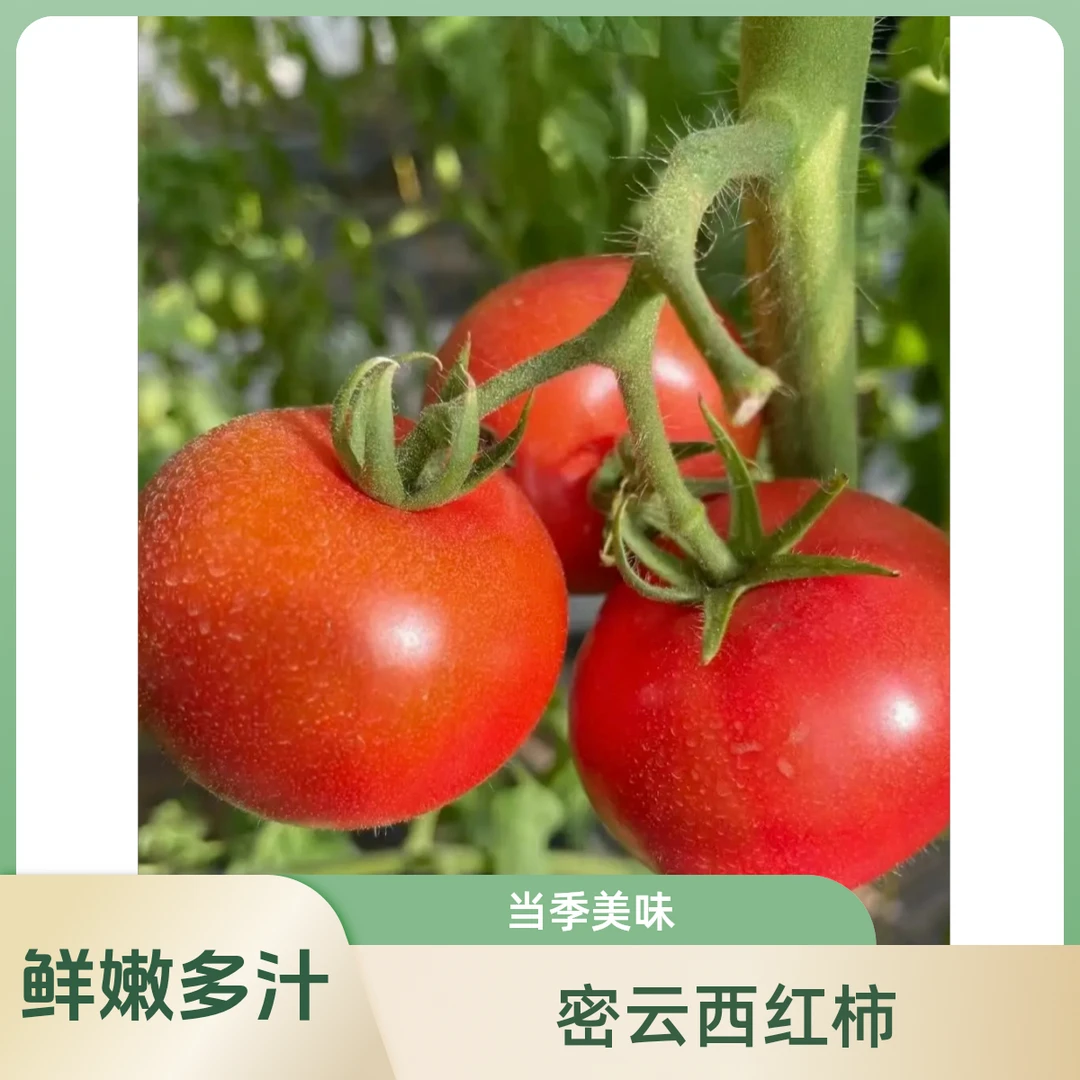 密云新鲜原味西红柿，京东包邮。北京市