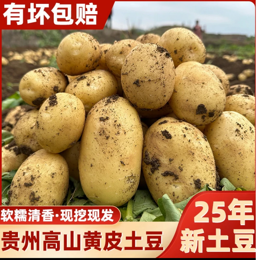 贵州老品种黄皮黄心农家土豆2025年新洋芋