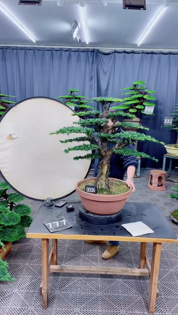 无花朵罗汉松盆景...